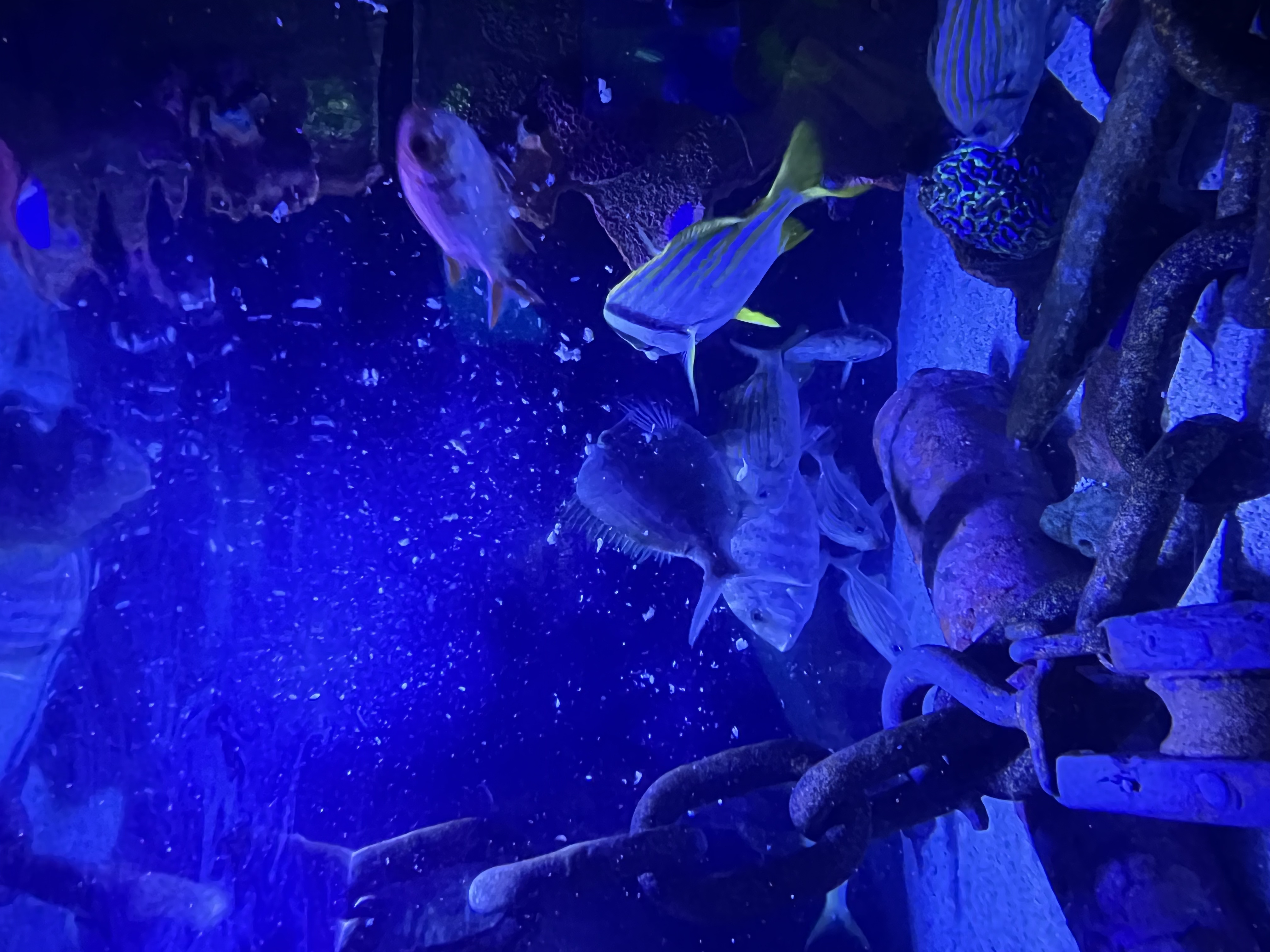 ./2024/10 - Myrtle Beach/IMG_3161.jpg